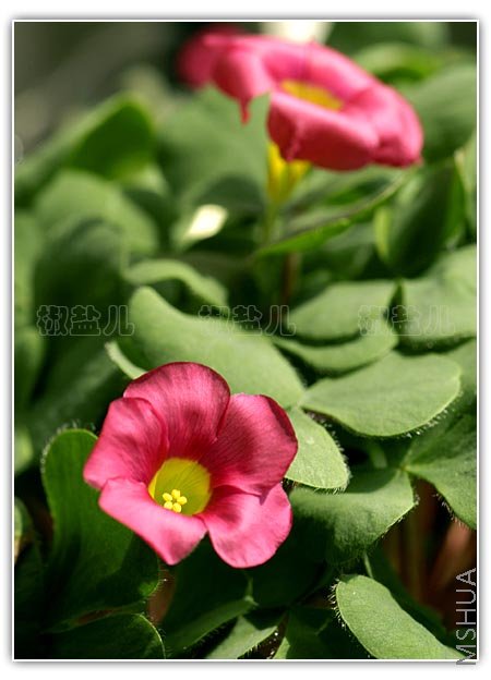 Oxalis purpurea Pink (�ۻ�ܽ����)