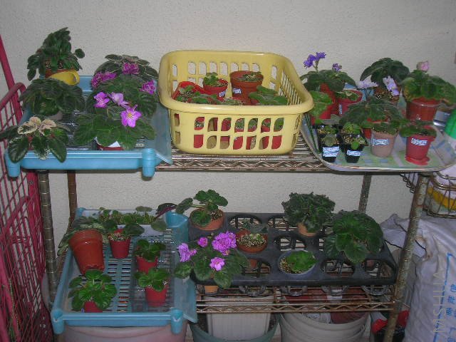 ������̨