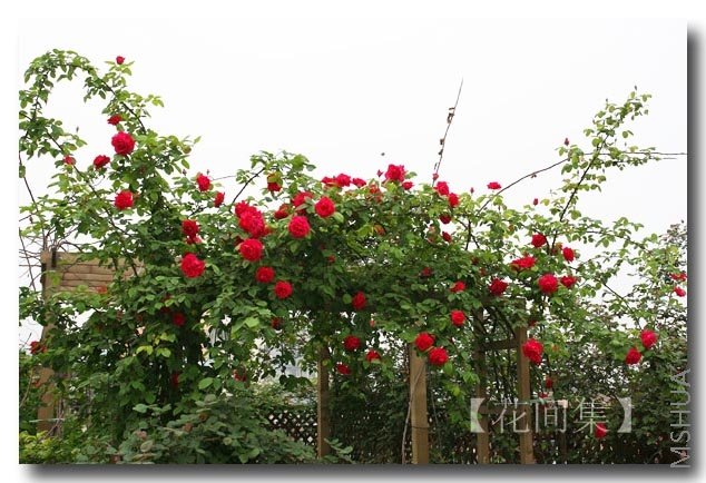 IMG_9266 ����.jpg