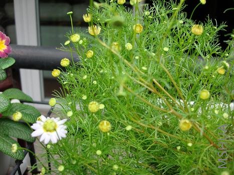 ��ɫ����ɫ��û��ɫ�ĺÿ�