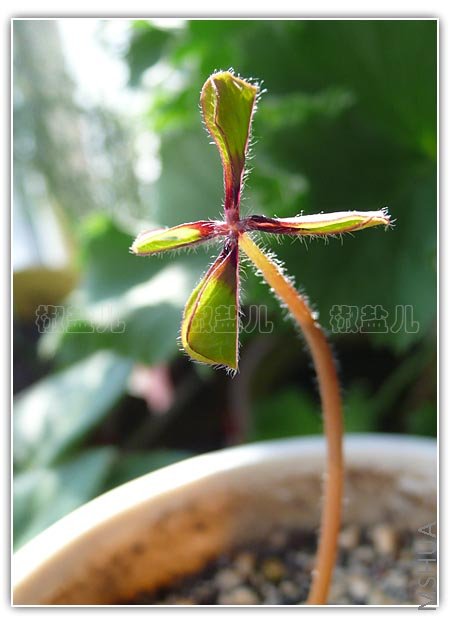 Oxalis deppei 'Iron Cross'