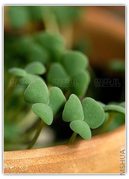 Oxalis inaequalis (�������u��)