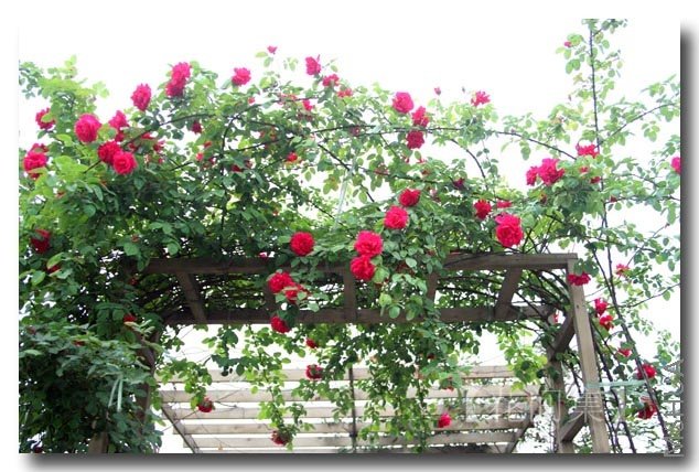 IMG_9310 ����.jpg