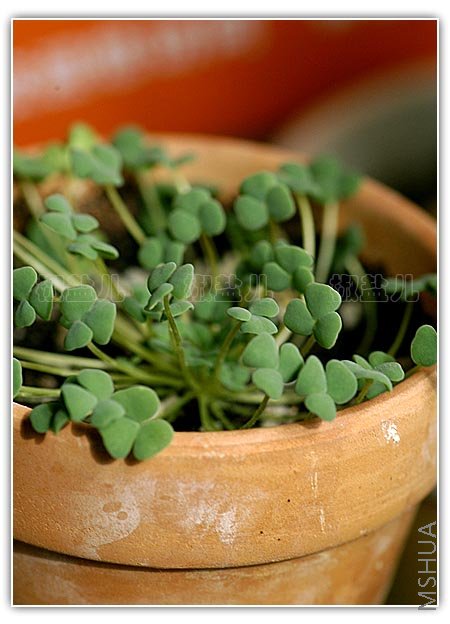 Oxalis inaequalis (�������u��)