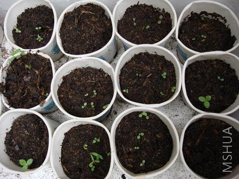 ���ŵĲݻ����ӳ�����