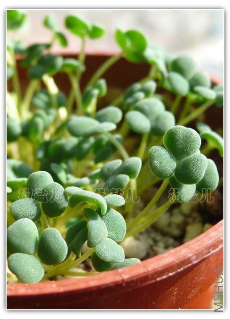 Oxalis inaequalis (�������u��)