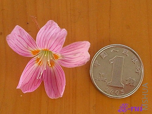 CIMG0913-.jpg