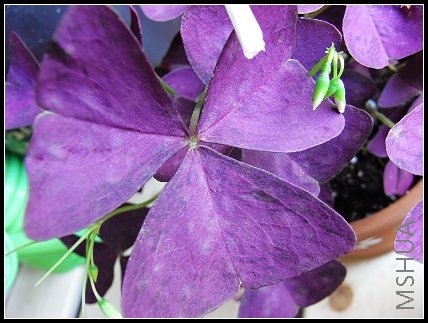 Oxalis Triangularis (Purple Shamrock)