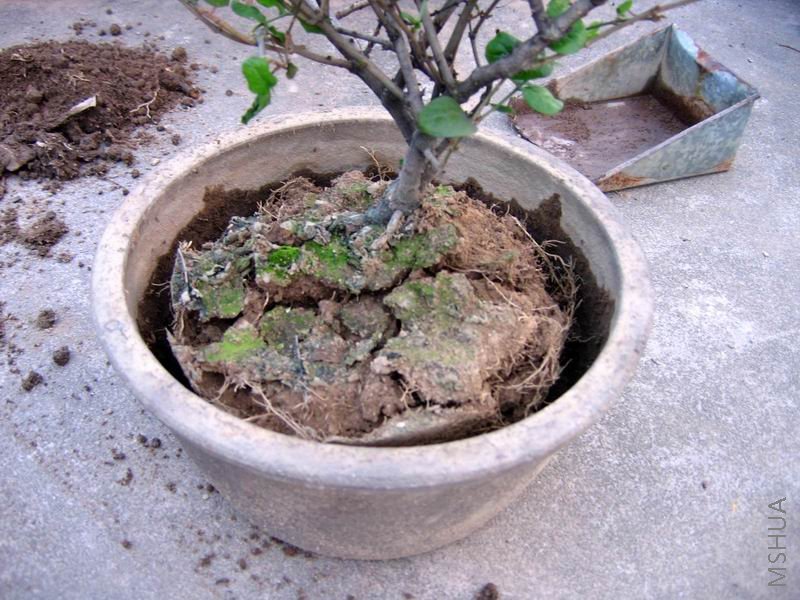 ������С �����ع� IMG_0044.JPG