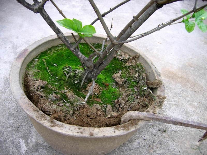 ������С �����ع� IMG_0014.JPG