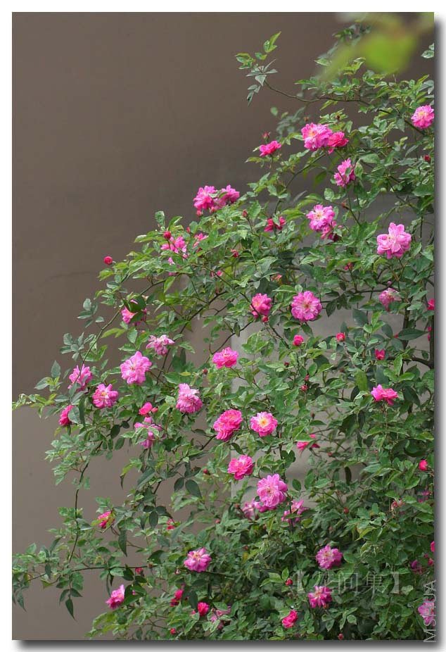 IMG_9226 ����.jpg