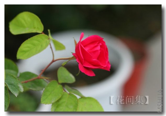 IMG_9260 ����.jpg