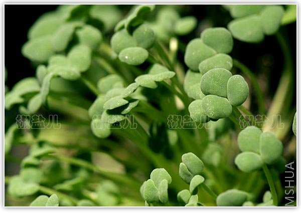 Oxalis inaequalis (�������u��)