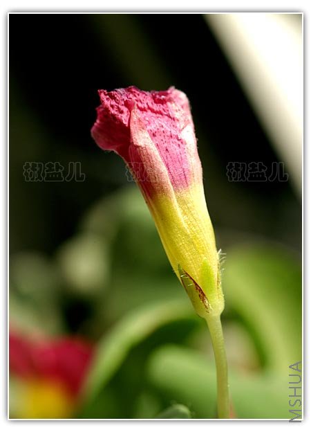 Oxalis purpurea Pink (�ۻ�ܽ����)