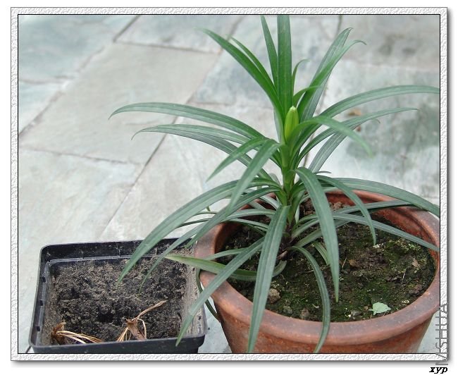 �ԱߵĲ������Ǵ�ڷ�