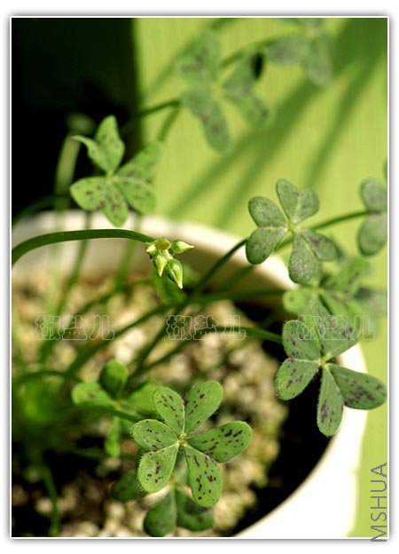 Oxalis pes-caprae ( ȸ�����u�� )