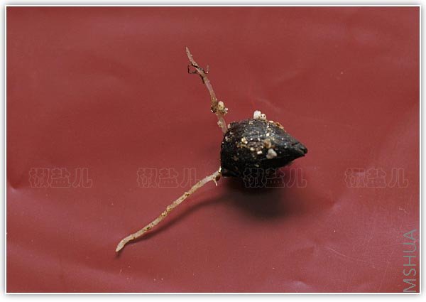 û�����죬�̲�ס�γ�������