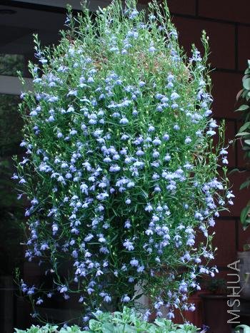 ��������Ŀ�����