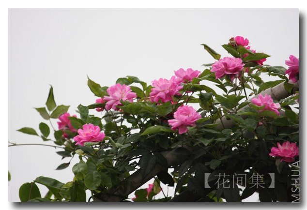 IMG_9473 ����.jpg