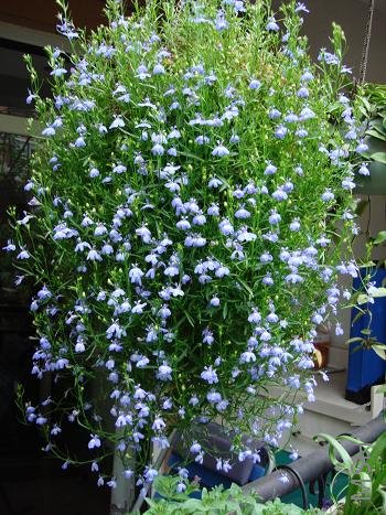 ���¶����������Ľ���