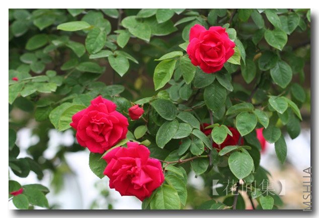 IMG_9261 ����.jpg