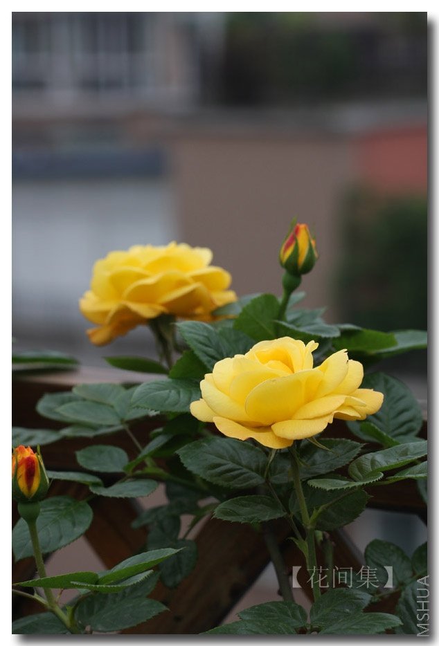 IMG_9498 ����.jpg