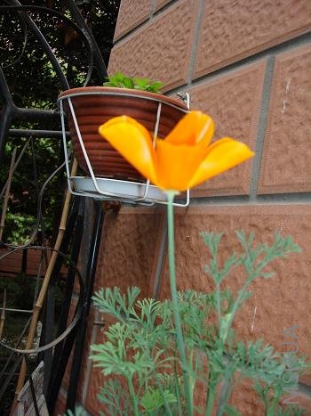 ���⻨����һ�䣬�����������治����