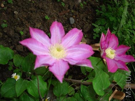 С�����ø�����