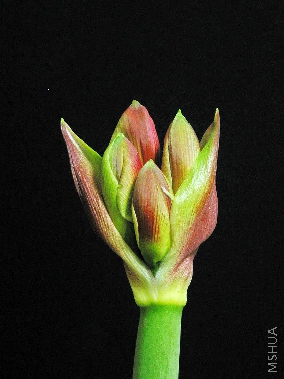 ƻ����APPLE BLOSSOM