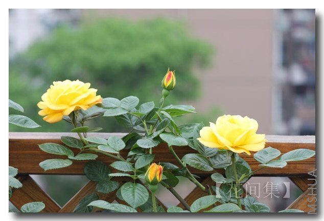 IMG_9492 ����.jpg