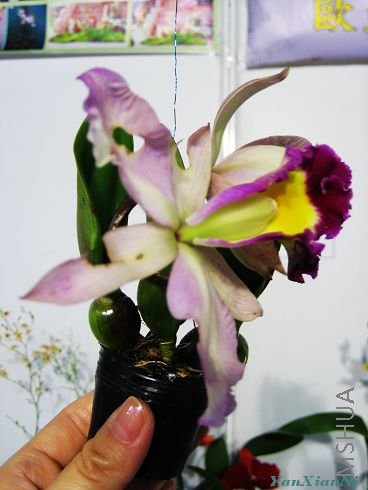 ��չ08 196.jpg
