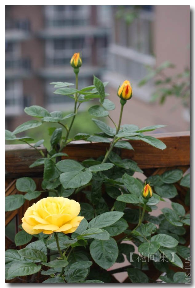 IMG_9493 ����.jpg