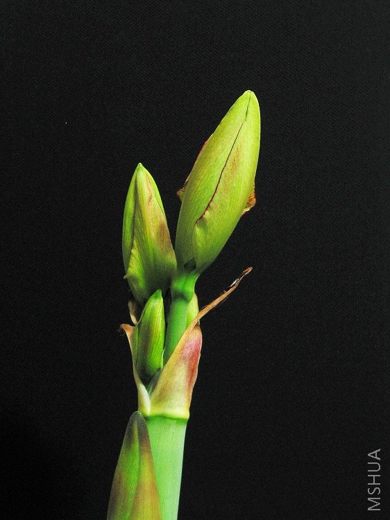 ������Aphrodite