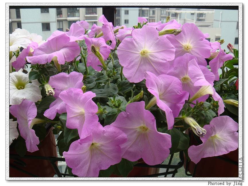 ������ֱ��