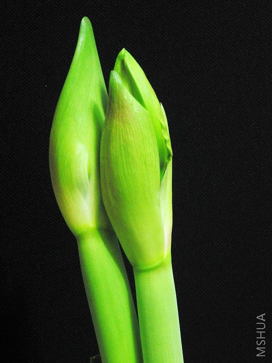 ���DANCING QUEEN