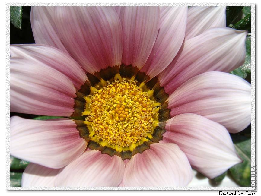 �ۺ�ɫ����