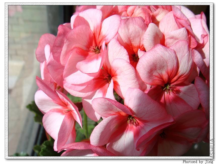 ��ɫ���ÿ������ӳ���İ�ϰ�����