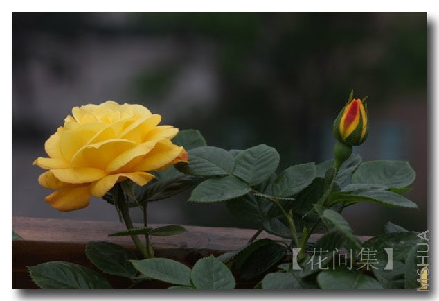 IMG_9497 ����.jpg