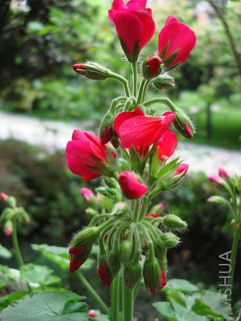 û�뵽С��Ὺ�����Ư��