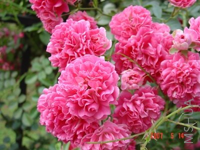 1���޵��ذ�Ǿޱc.JPG