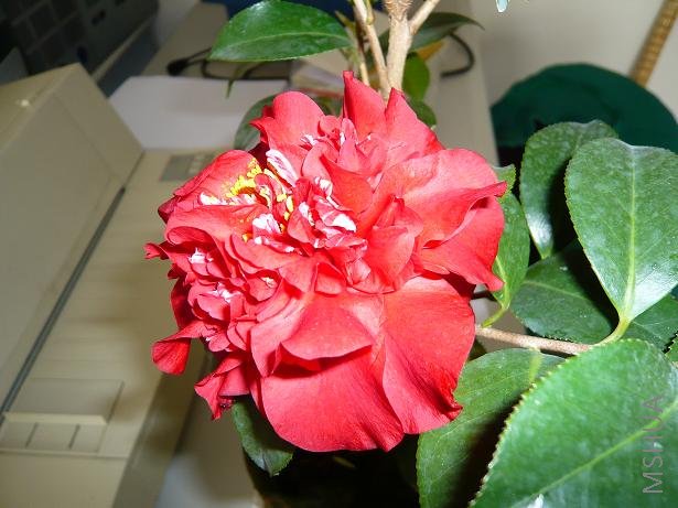 P1000365.JPG