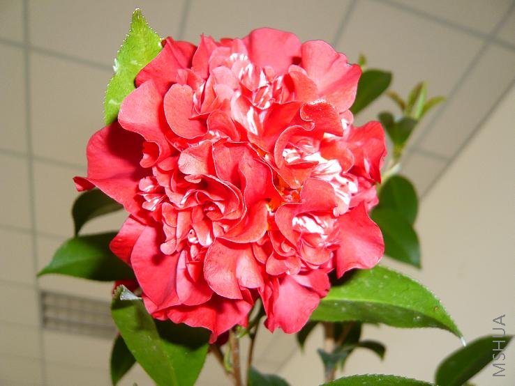 P1000366.JPG