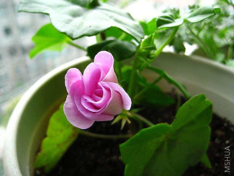 liliˮ��.jpg