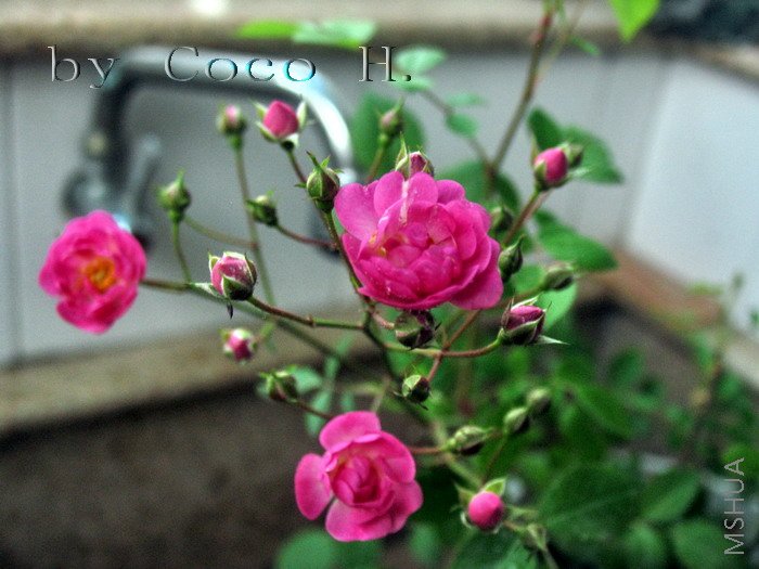 Ǿޱ6.jpg