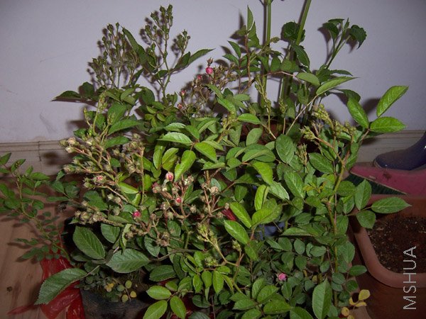 100_2797.JPG