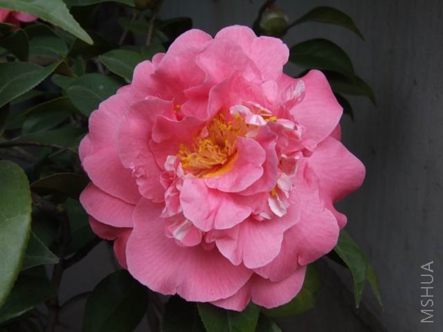DSCF9544.jpg
