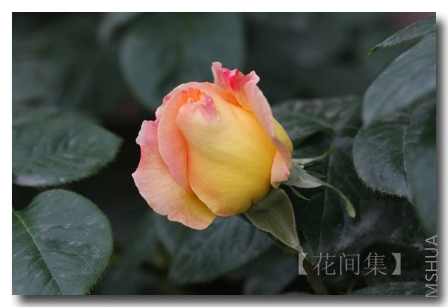 IMG_9952 ����.jpg