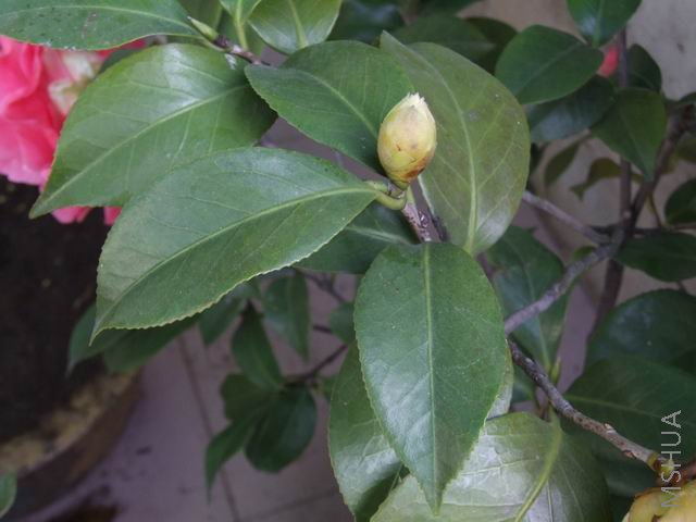 DSCF9603.jpg