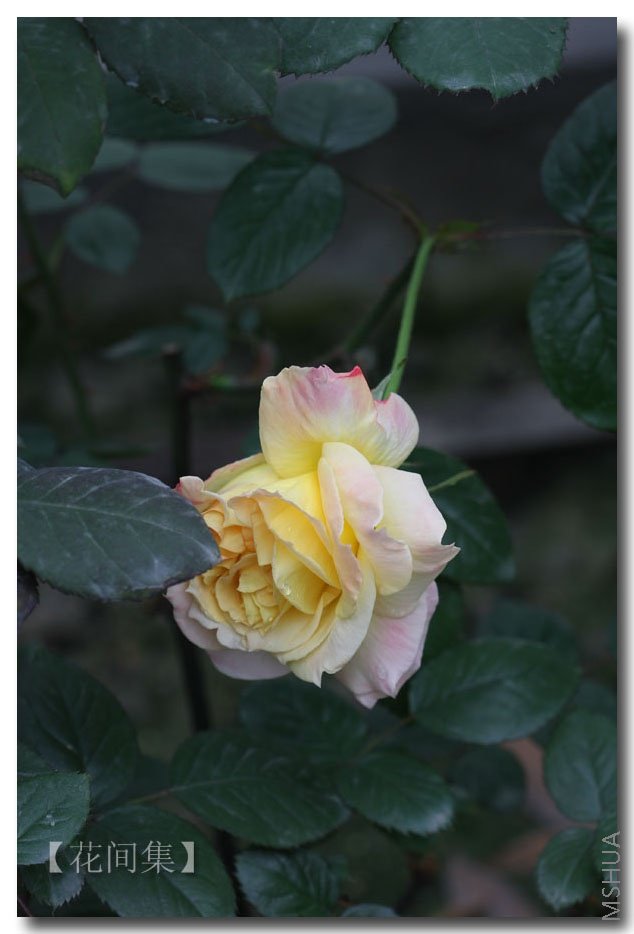 IMG_9500 ����.jpg