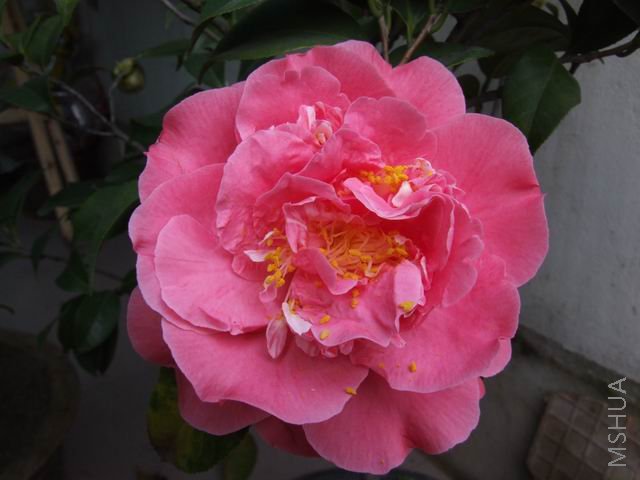 DSCF9511.jpg